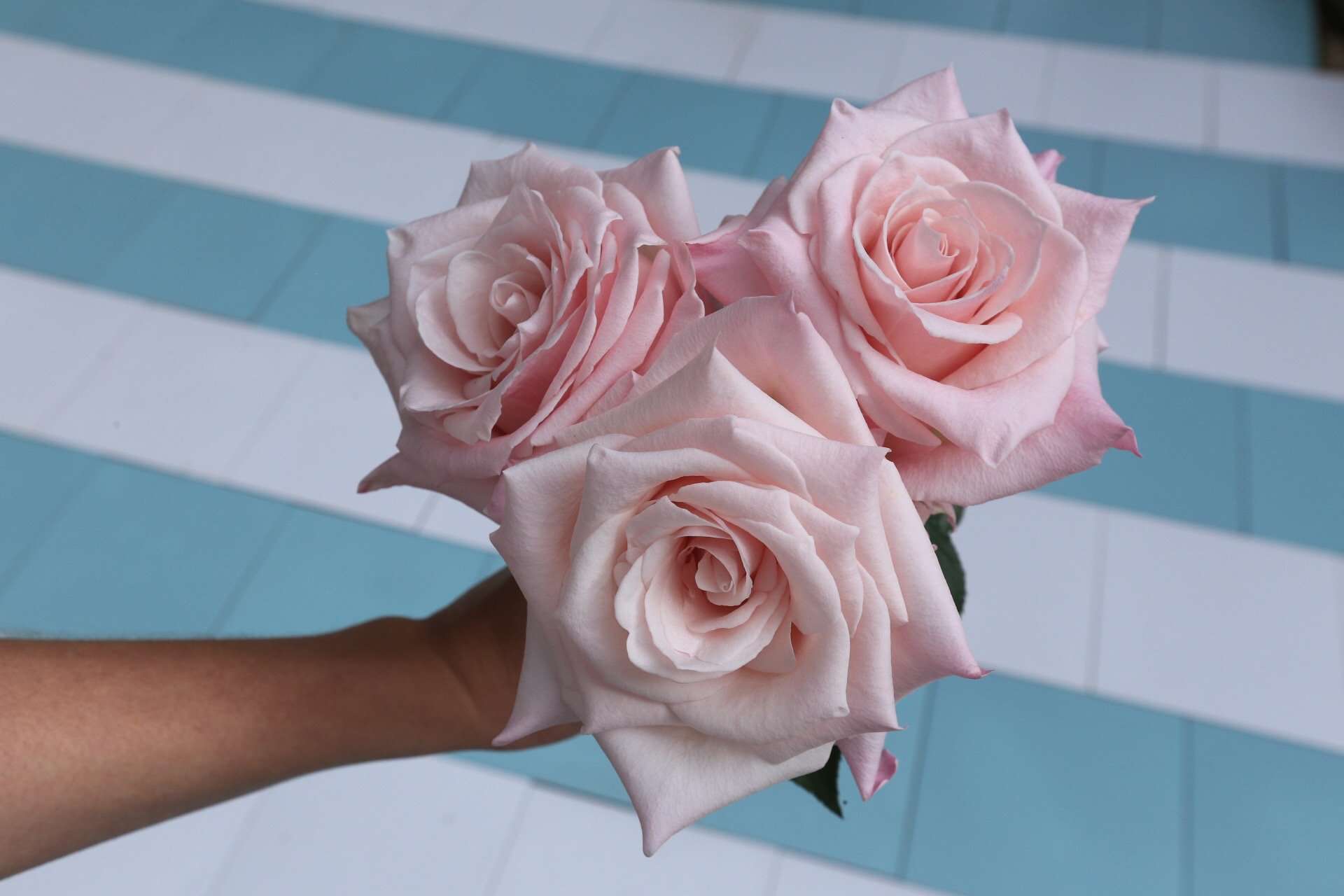 Bouquet Of Light Pink Roses