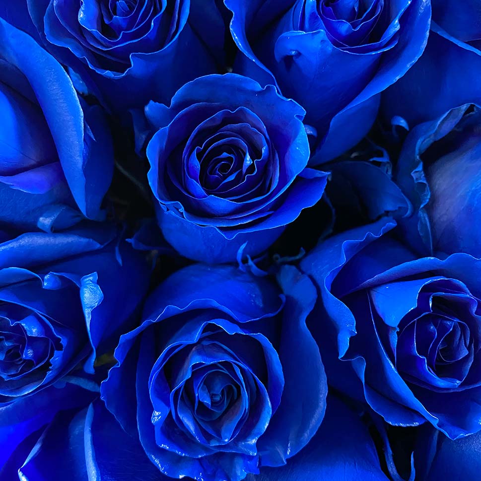 Amazing Blue Roses