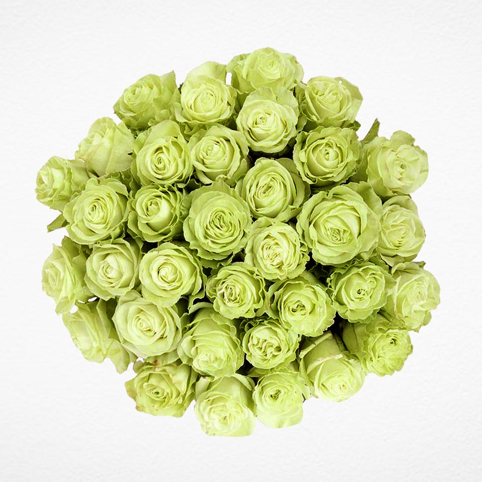 Light Green Roses Wholesale (SOLID) – Rosaholics Wholesale