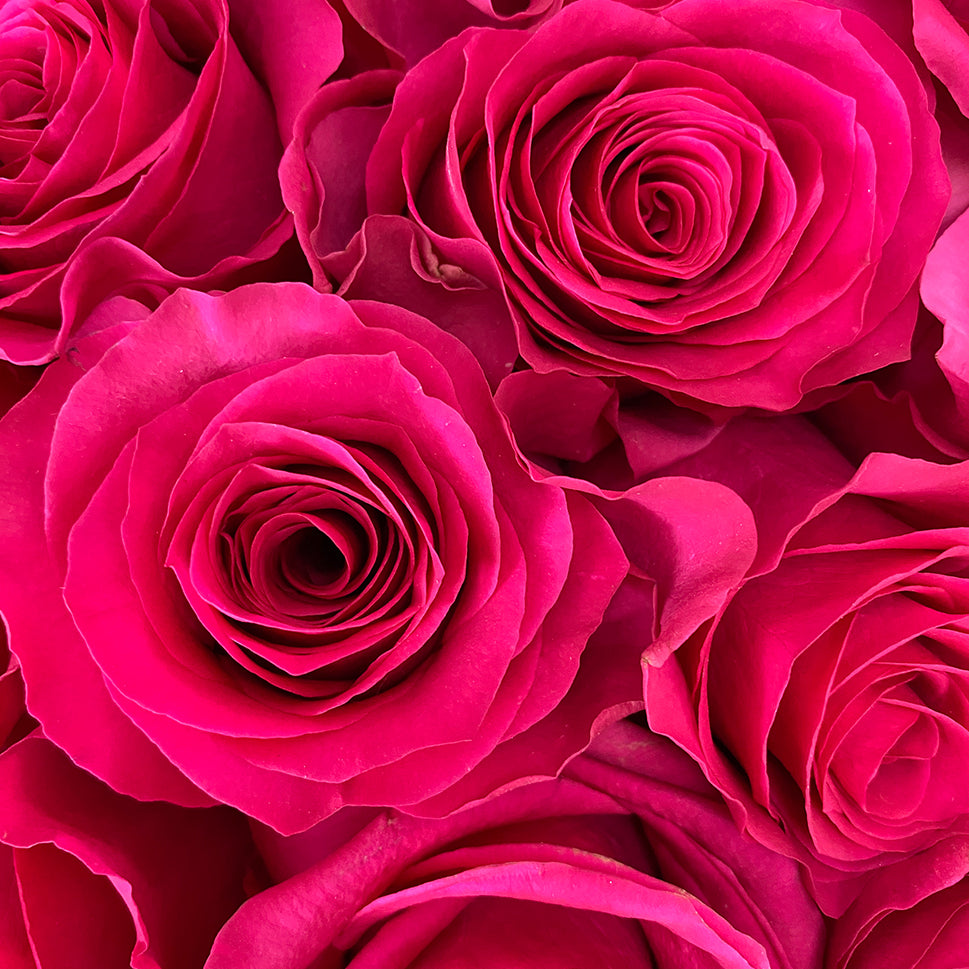 Buy Hot Pink Long Stem Roses – Rose Farmers