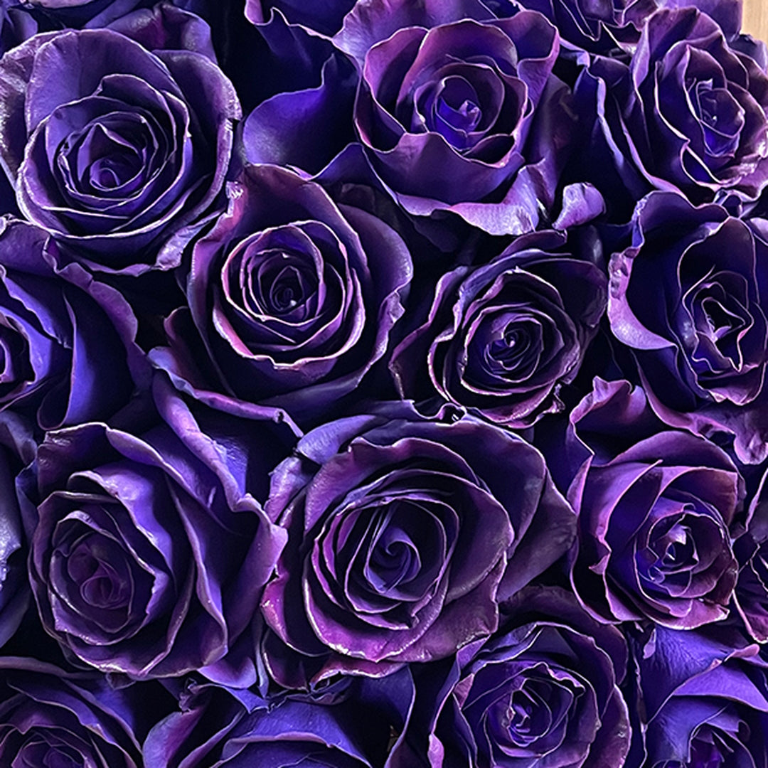 Dark Colorful Roses Dark Purple Roses Background