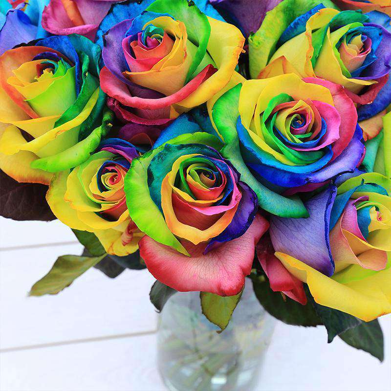 images of rainbow roses
