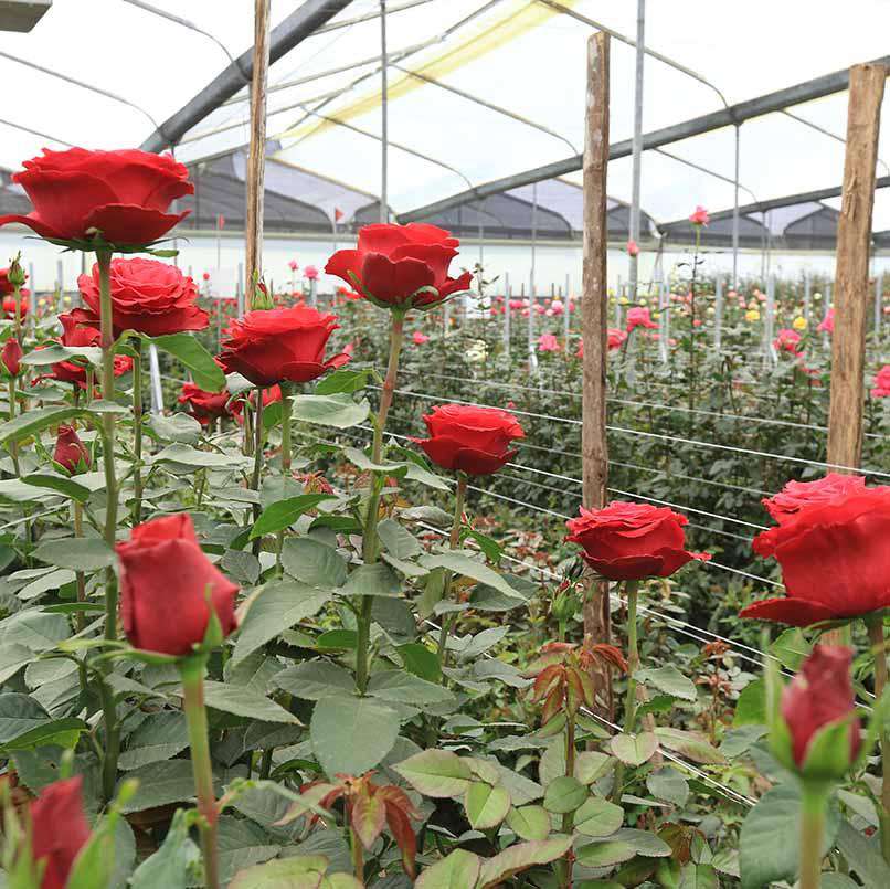 Red Roses Factory Order Red Roses Online (SOLID) – Rosaholics Wholesale