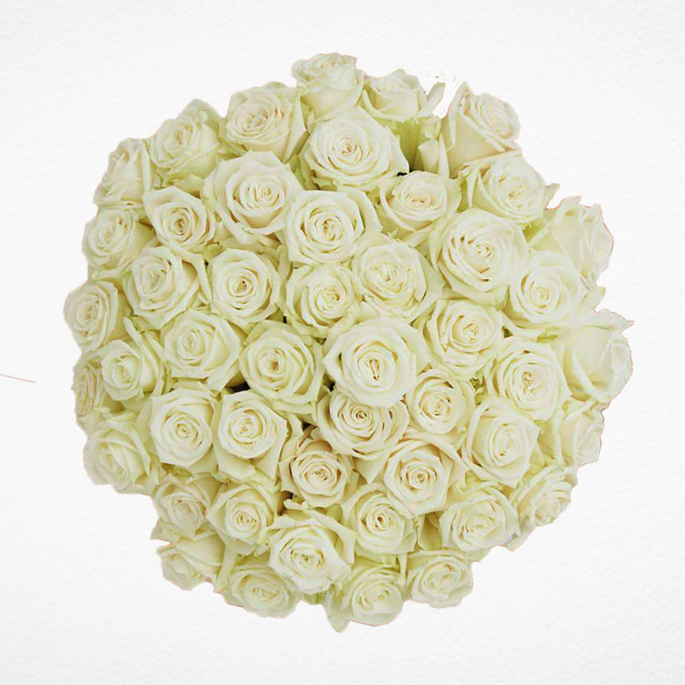 Solid White Roses Order White Roses Delivery (SOLID) – Rosaholics Wholesale