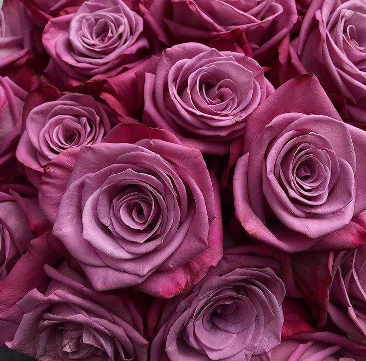 Dark Purple Roses Background